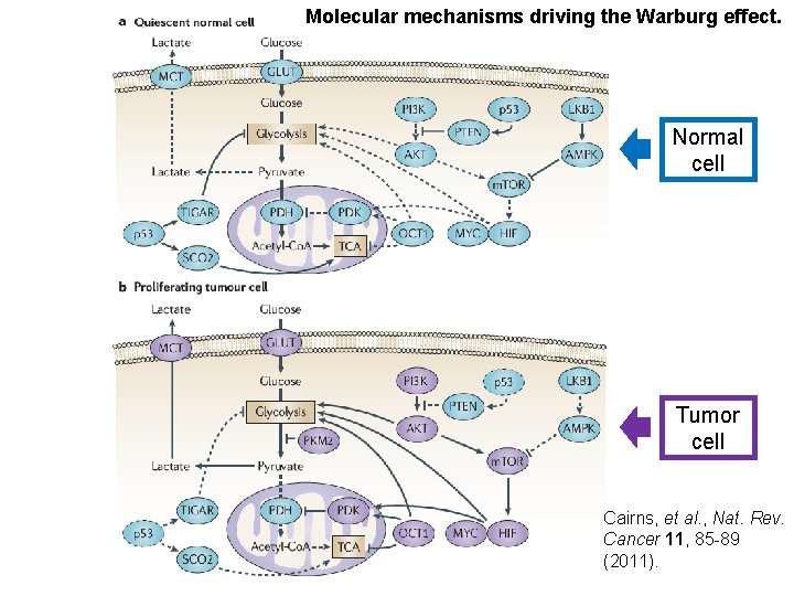 Molecular mechanisms driving the Warburg effect. Normal cell Tumor cell Cairns, et al. ,