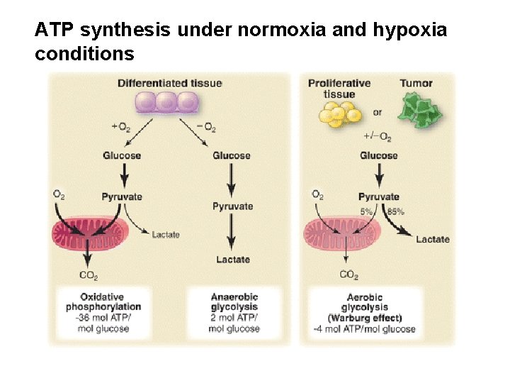 ATP synthesis under normoxia and hypoxia conditions 