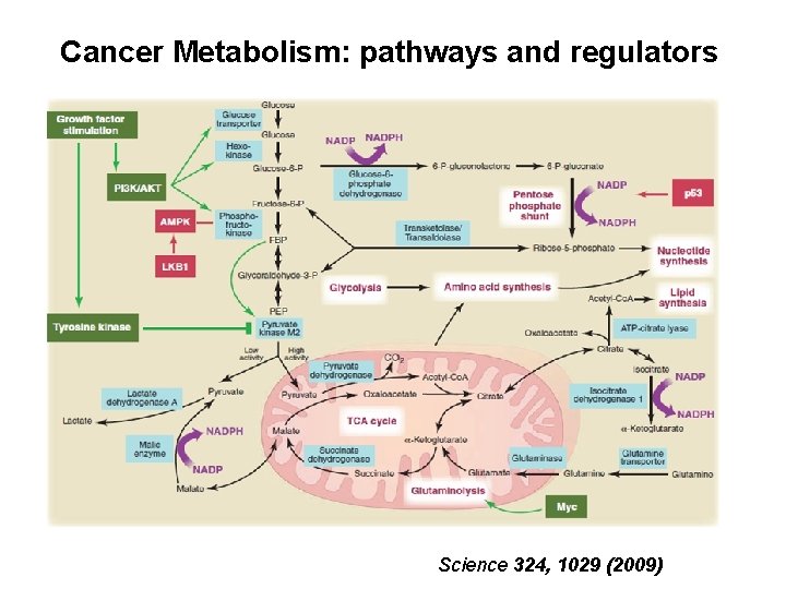 Cancer Metabolism: pathways and regulators Science 324, 1029 (2009) 