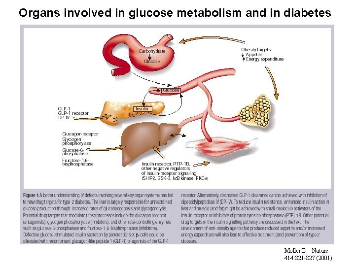 Organs involved in glucose metabolism and in diabetes Moller D. Nature 414: 821 -827