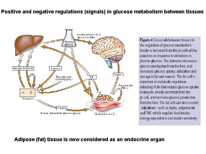 Positive and negative regulations (signals) in glucose metabolism between tissues Adipose (fat) tissue is