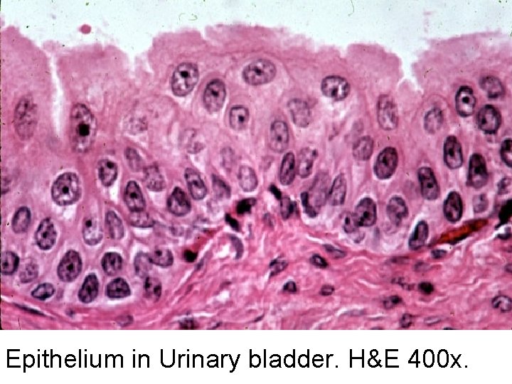 Epithelium in Urinary bladder. H&E 400 x. 