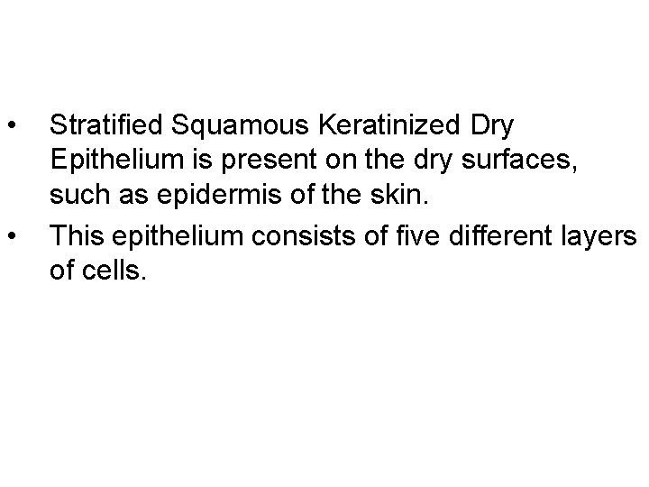  • • Stratified Squamous Keratinized Dry Epithelium is present on the dry surfaces,
