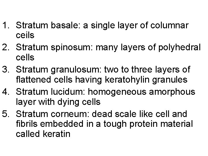1. Stratum basale: a single layer of columnar ceils 2. Stratum spinosum: many layers