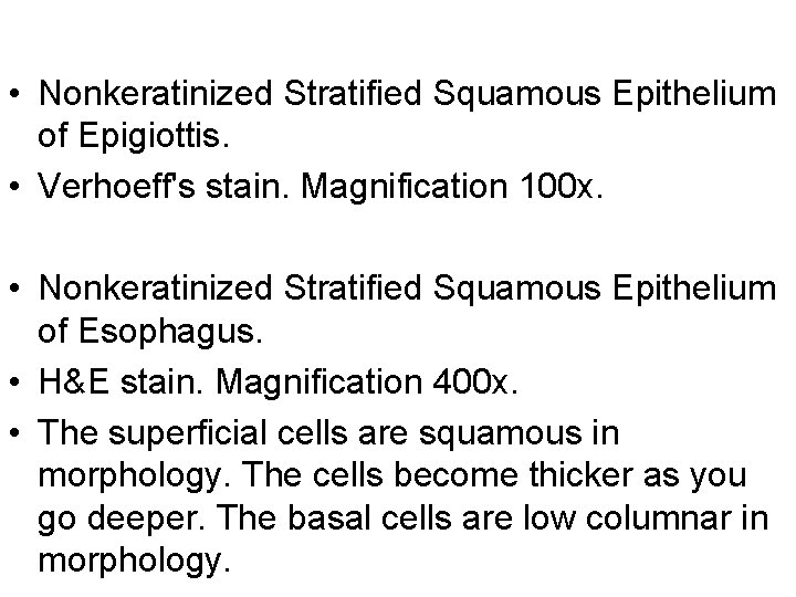  • Nonkeratinized Stratified Squamous Epithelium of Epigiottis. • Verhoeff's stain. Magnification 100 x.
