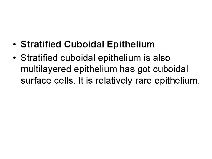  • Stratified Cuboidal Epithelium • Stratified cuboidal epithelium is also multilayered epithelium has