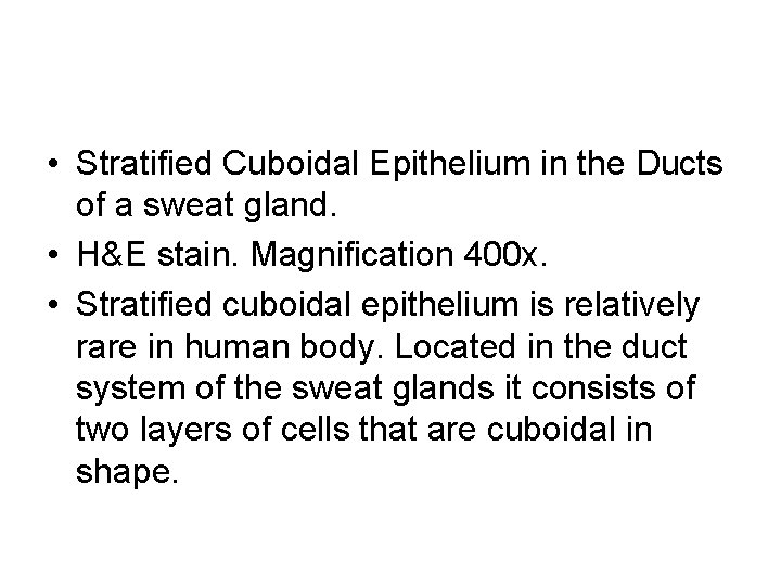  • Stratified Cuboidal Epithelium in the Ducts of a sweat gland. • H&E