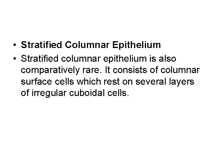 • Stratified Columnar Epithelium • Stratified columnar epithelium is also comparatively rare. It