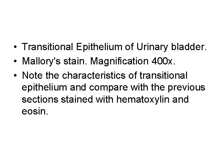  • Transitional Epithelium of Urinary bladder. • Mallory's stain. Magnification 400 x. •