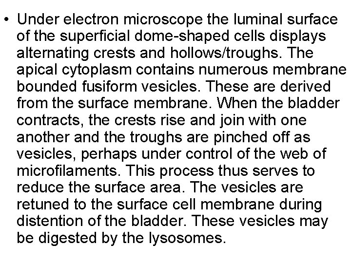  • Under electron microscope the luminal surface of the superficial dome-shaped cells displays