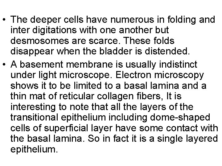  • The deeper cells have numerous in folding and inter digitations with one