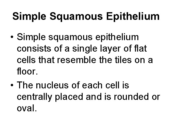Simple Squamous Epithelium • Simple squamous epithelium consists of a single layer of flat