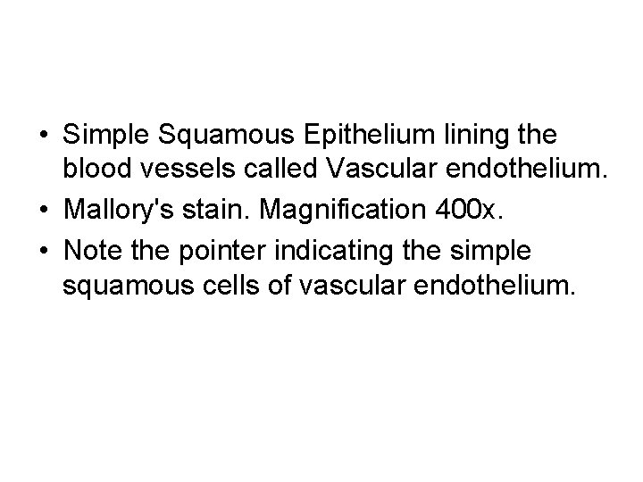  • Simple Squamous Epithelium lining the blood vessels called Vascular endothelium. • Mallory's