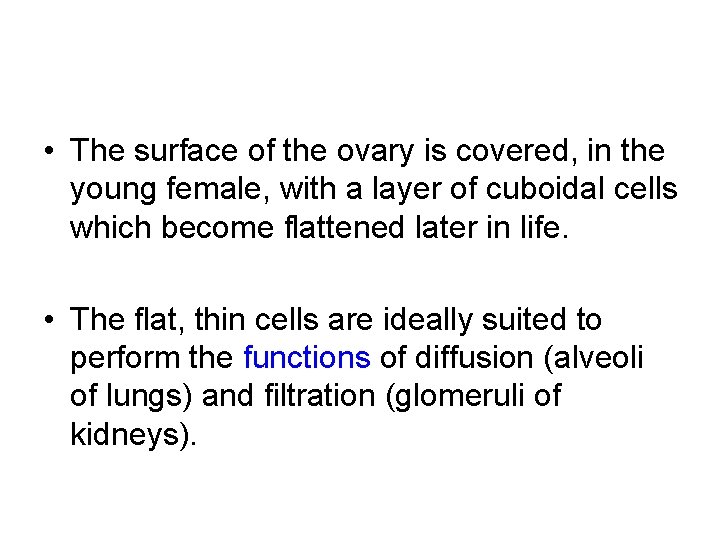  • The surface of the ovary is covered, in the young female, with