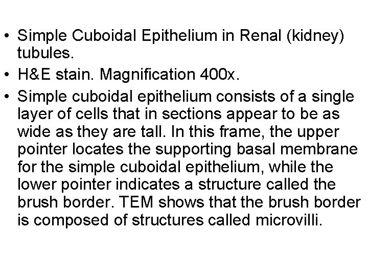  • Simple Cuboidal Epithelium in Renal (kidney) tubules. • H&E stain. Magnification 400