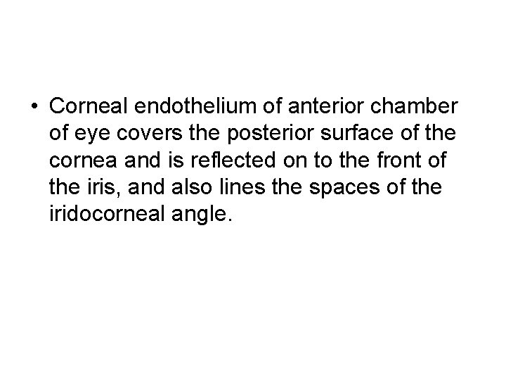  • Corneal endothelium of anterior chamber of eye covers the posterior surface of
