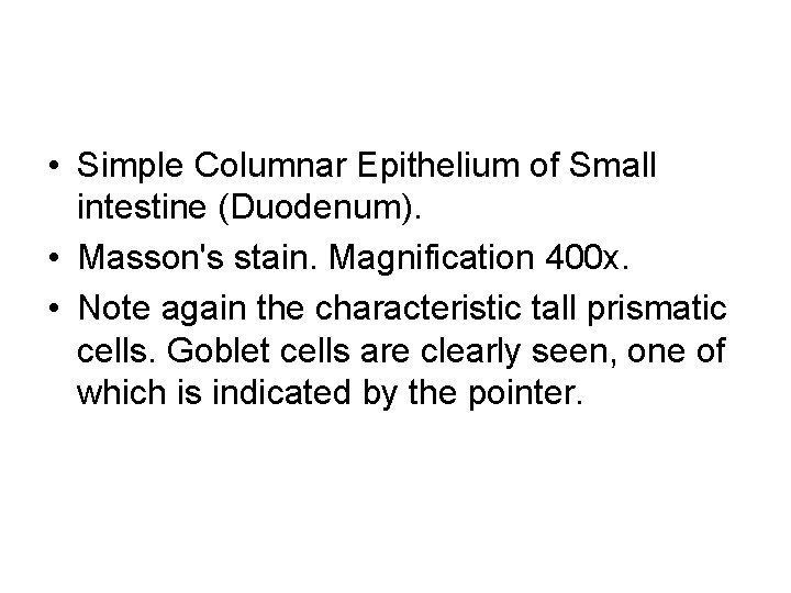  • Simple Columnar Epithelium of Small intestine (Duodenum). • Masson's stain. Magnification 400