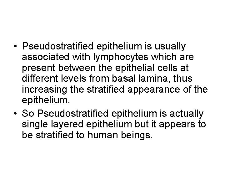  • Pseudostratified epithelium is usually associated with lymphocytes which are present between the