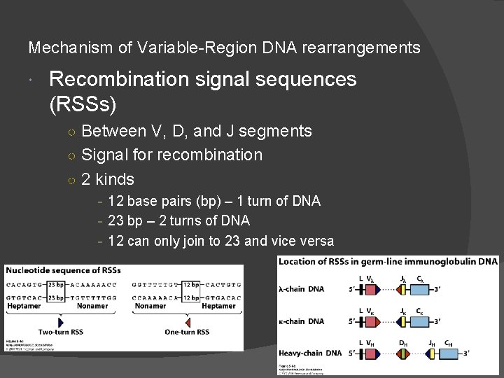 Mechanism of Variable-Region DNA rearrangements Recombination signal sequences (RSSs) ○ Between V, D, and