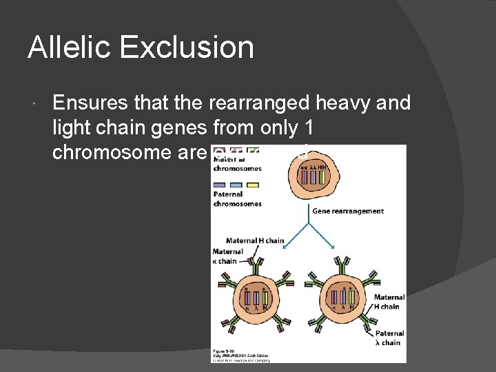 Allelic Exclusion Ensures that the rearranged heavy and light chain genes from only 1