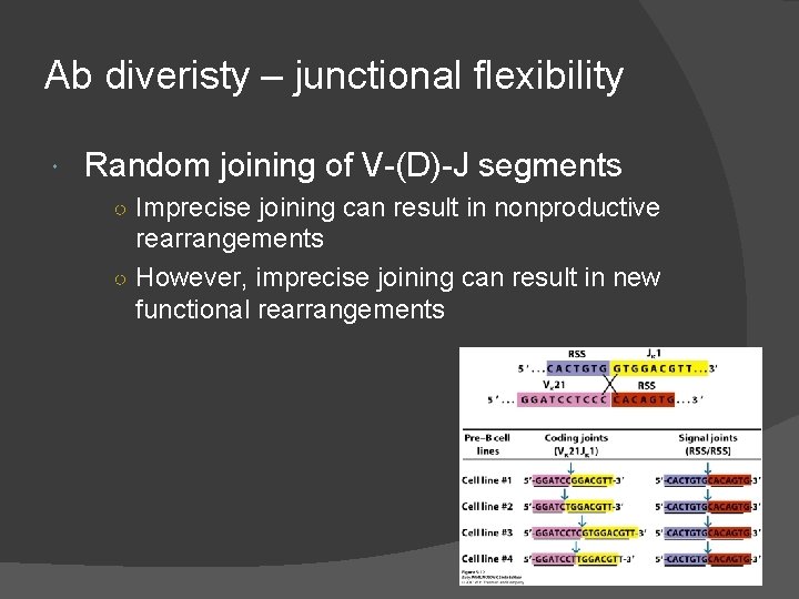 Ab diveristy – junctional flexibility Random joining of V-(D)-J segments ○ Imprecise joining can