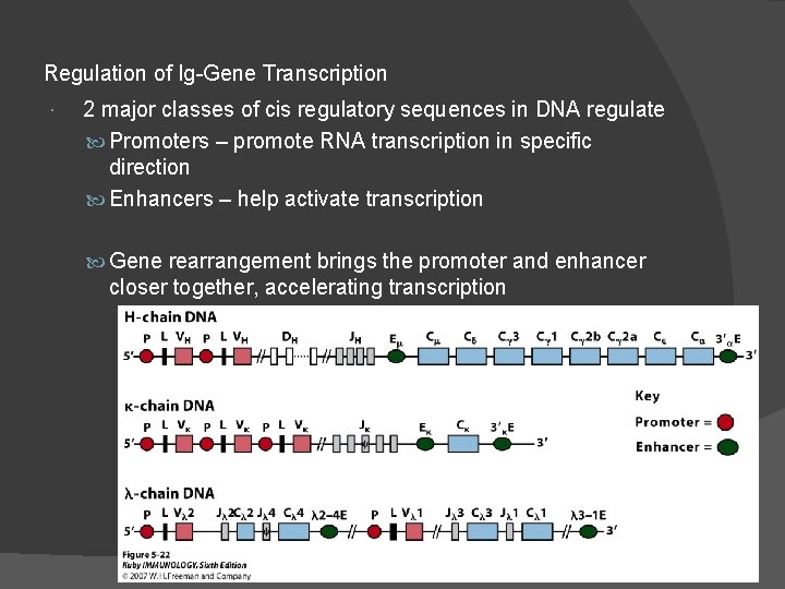 Regulation of Ig-Gene Transcription 2 major classes of cis regulatory sequences in DNA regulate