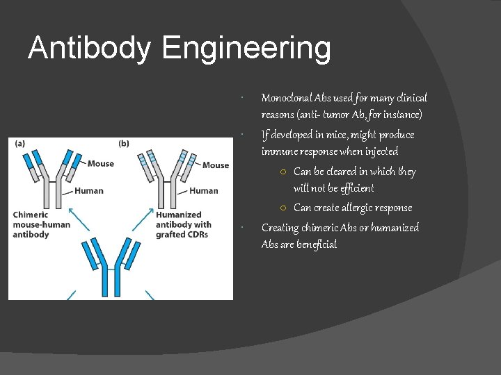 Antibody Engineering Monoclonal Abs used for many clinical reasons (anti- tumor Ab, for instance)