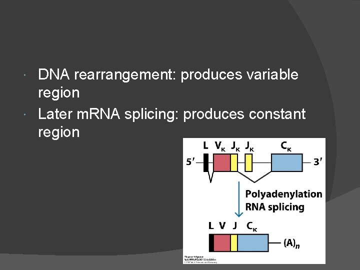 DNA rearrangement: produces variable region Later m. RNA splicing: produces constant region 