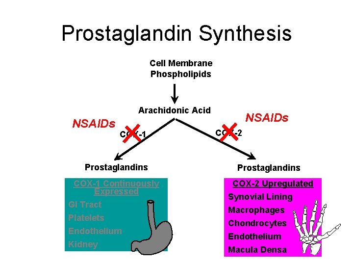 Prostaglandin Synthesis Cell Membrane Phospholipids Arachidonic Acid NSAIDs COX-1 Prostaglandins COX-1 Continuously Expressed GI