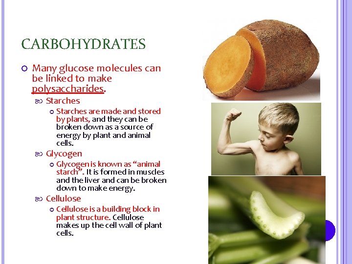 CARBOHYDRATES Many glucose molecules can be linked to make polysaccharides. Starches Glycogen Starches are