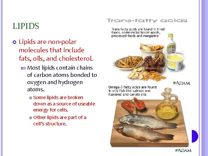 LIPIDS Lipids are non-polar molecules that include fats, oils, and cholesterol. Most lipids contain