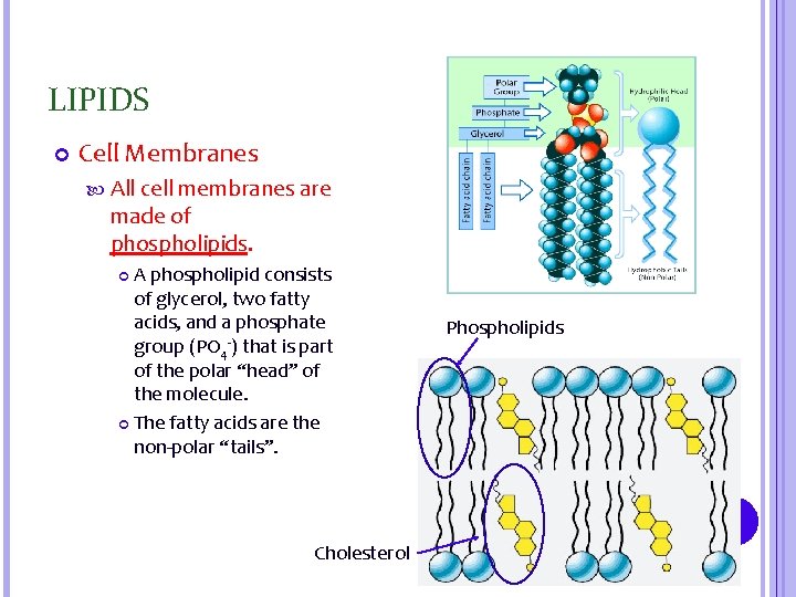 LIPIDS Cell Membranes All cell membranes are made of phospholipids. A phospholipid consists of