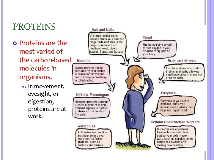 PROTEINS Proteins are the most varied of the carbon-based molecules in organisms. In movement,
