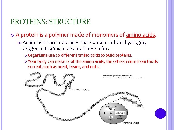 PROTEINS: STRUCTURE A protein is a polymer made of monomers of amino acids. Amino