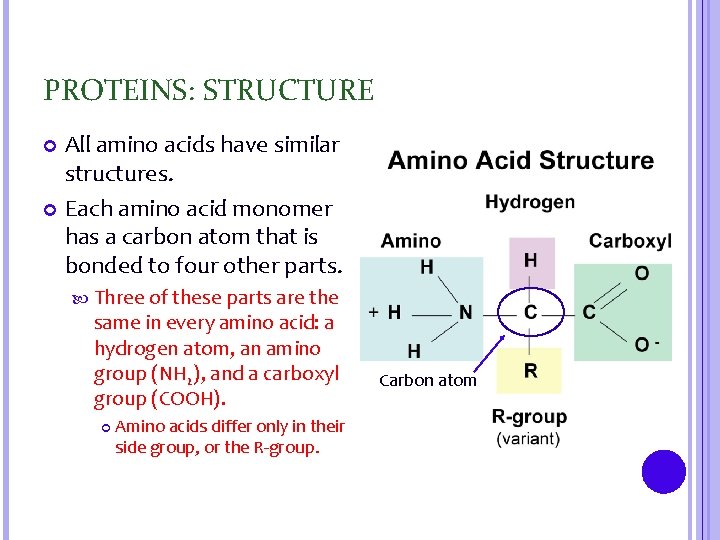 PROTEINS: STRUCTURE All amino acids have similar structures. Each amino acid monomer has a