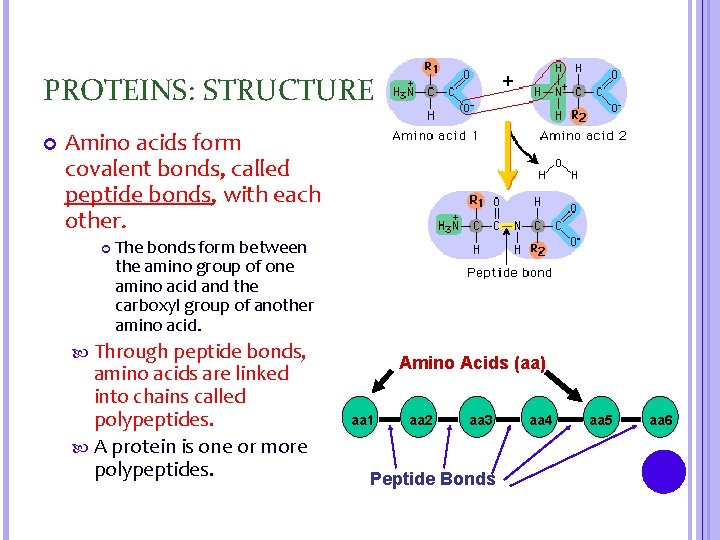 PROTEINS: STRUCTURE Amino acids form covalent bonds, called peptide bonds, with each other. The