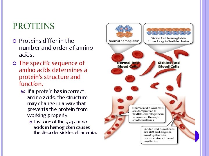 PROTEINS Proteins differ in the number and order of amino acids. The specific sequence