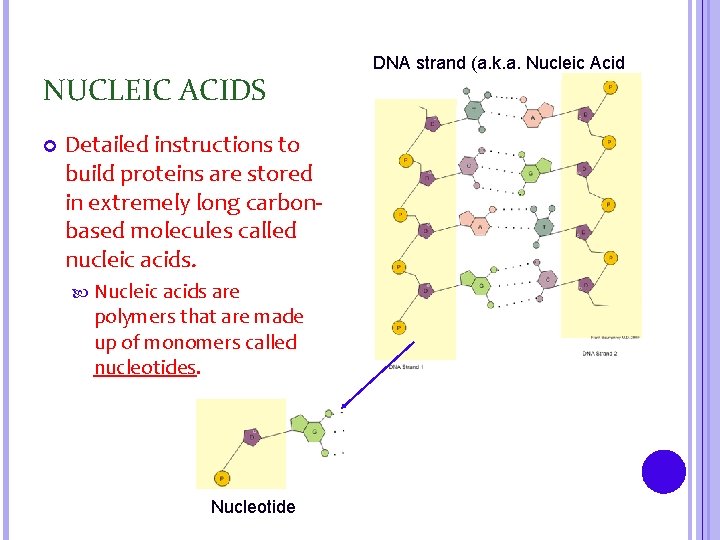NUCLEIC ACIDS Detailed instructions to build proteins are stored in extremely long carbonbased molecules