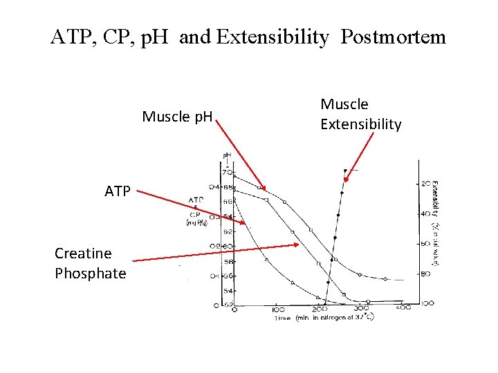 ATP, CP, p. H and Extensibility Postmortem Muscle p. H ATP Creatine Phosphate Muscle