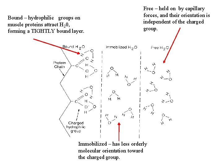Bound – hydrophilic groups on muscle proteins attract H 20, forming a TIGHTLY bound