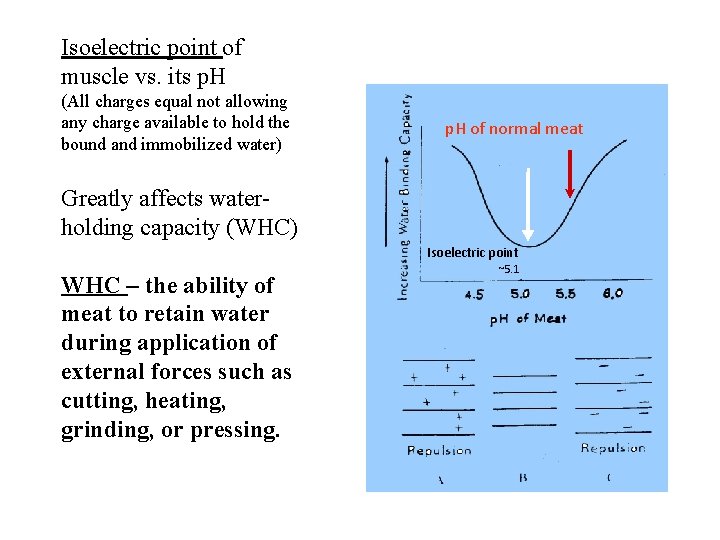Isoelectric point of muscle vs. its p. H (All charges equal not allowing any