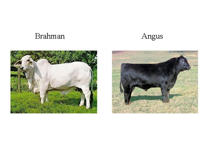 Brahman Angus 