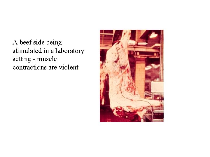 A beef side being stimulated in a laboratory setting - muscle contractions are violent.