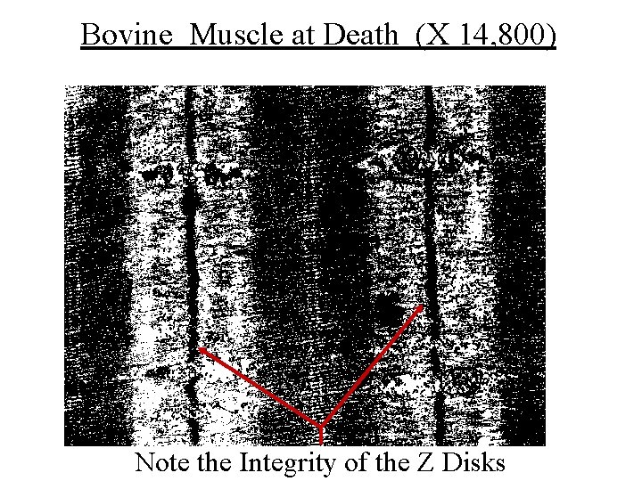 Bovine Muscle at Death (X 14, 800) Note the Integrity of the Z Disks