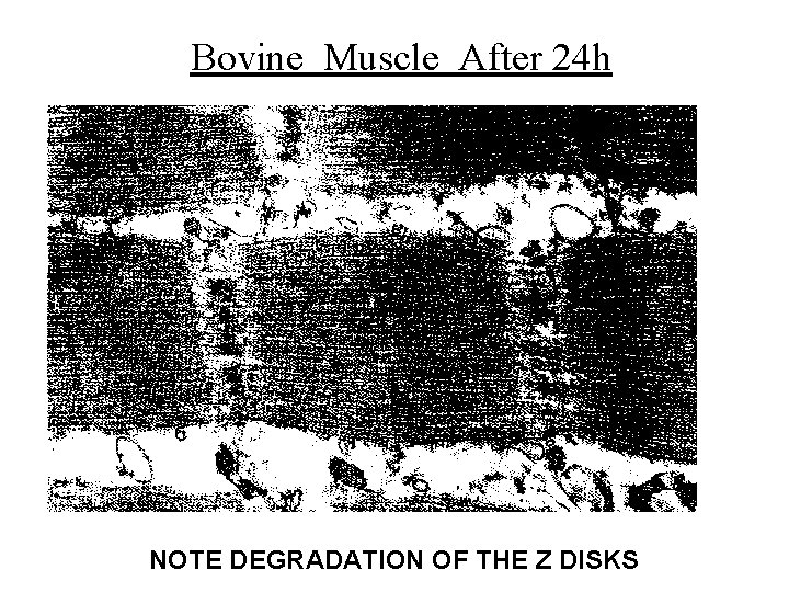 Bovine Muscle After 24 h NOTE DEGRADATION OF THE Z DISKS 