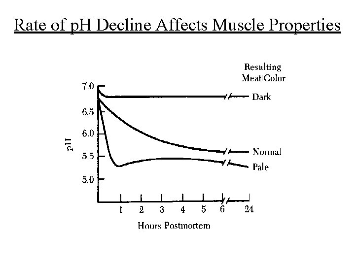 Rate of p. H Decline Affects Muscle Properties 