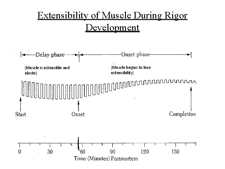 Extensibility of Muscle During Rigor Development (Muscle is extensible and elastic) (Muscle begins to