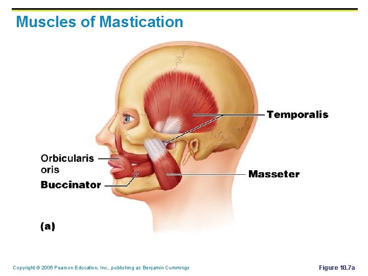 Muscles of Mastication Copyright © 2006 Pearson Education, Inc. , publishing as Benjamin Cummings