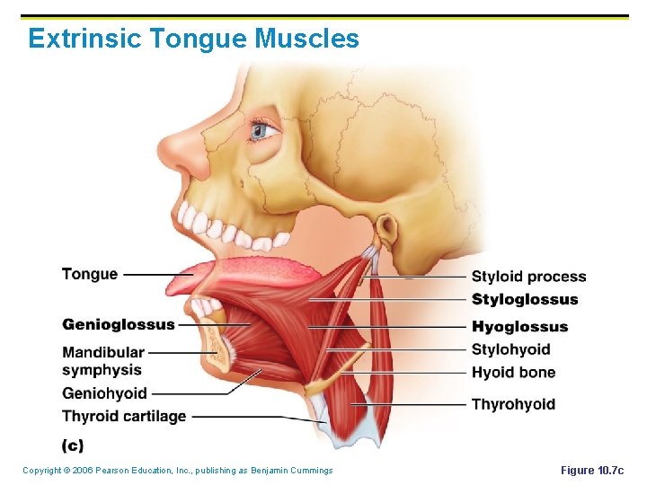 Extrinsic Tongue Muscles Copyright © 2006 Pearson Education, Inc. , publishing as Benjamin Cummings