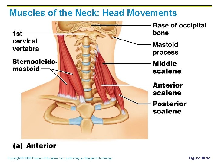 Muscles of the Neck: Head Movements Copyright © 2006 Pearson Education, Inc. , publishing